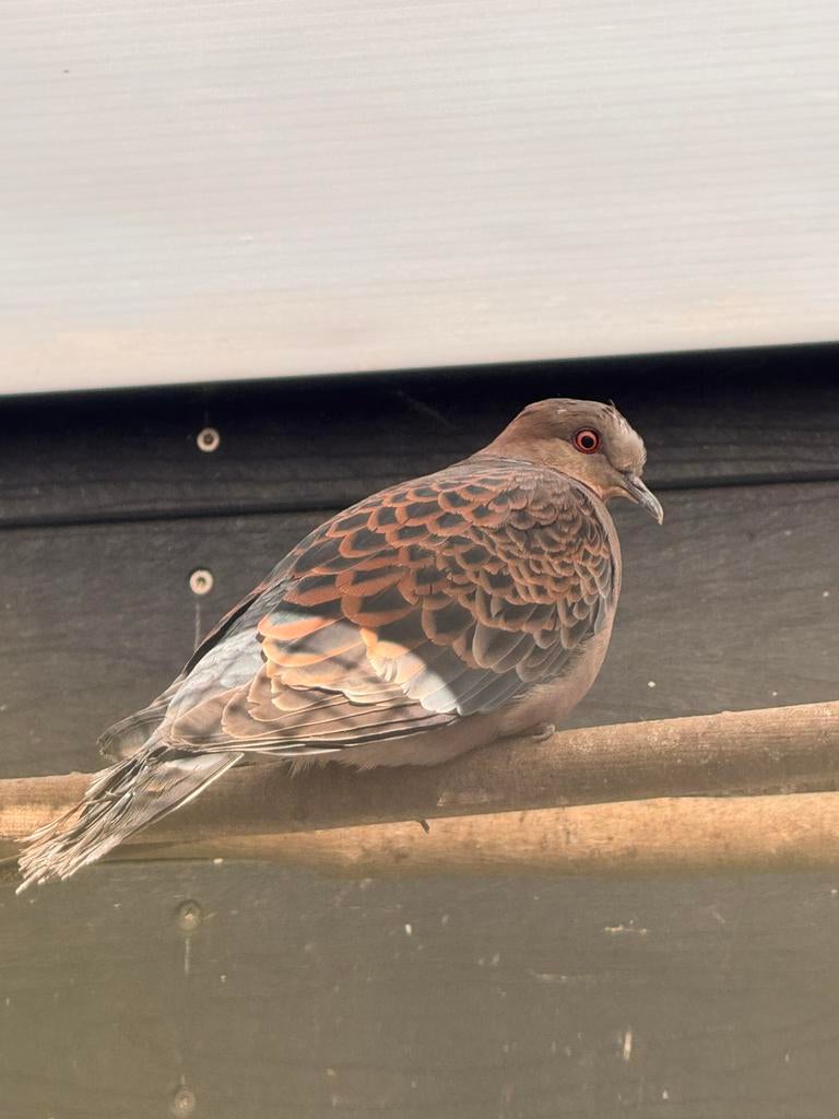 Koppel Oosterse tortels te koop, Dieren en Toebehoren, Vogels | Duiven, Meerdere dieren, Overige soorten