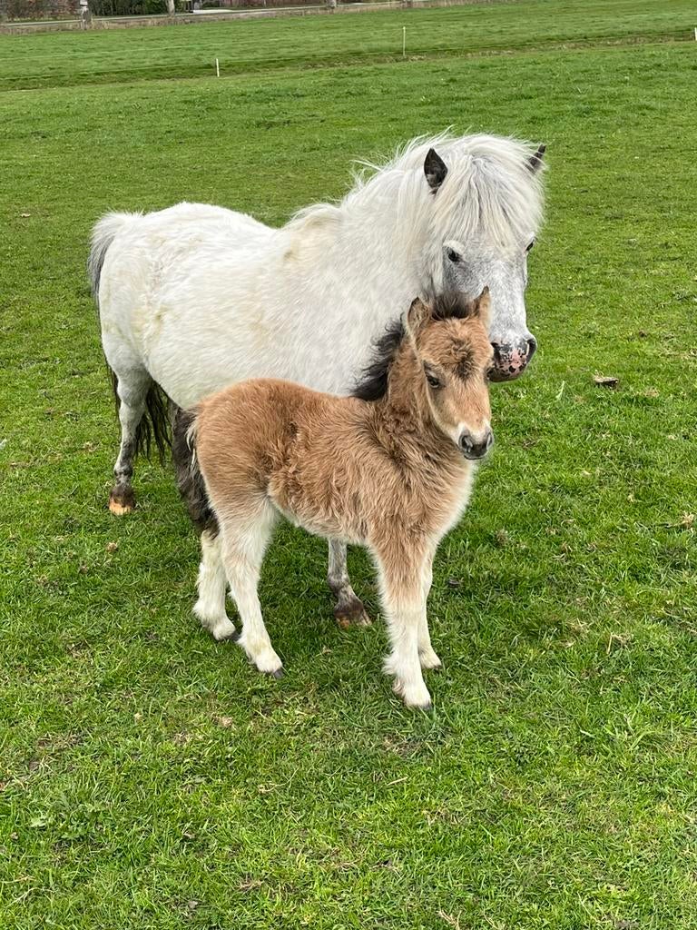 5 jarige blauw schimmel merrie en veulen, Merrie