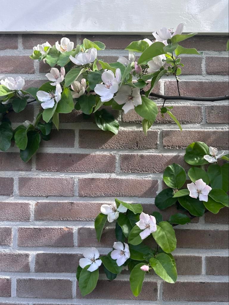 Kweepeer boom, vol in bloei, Ophalen, Lente, Overige soorten, Volle zon