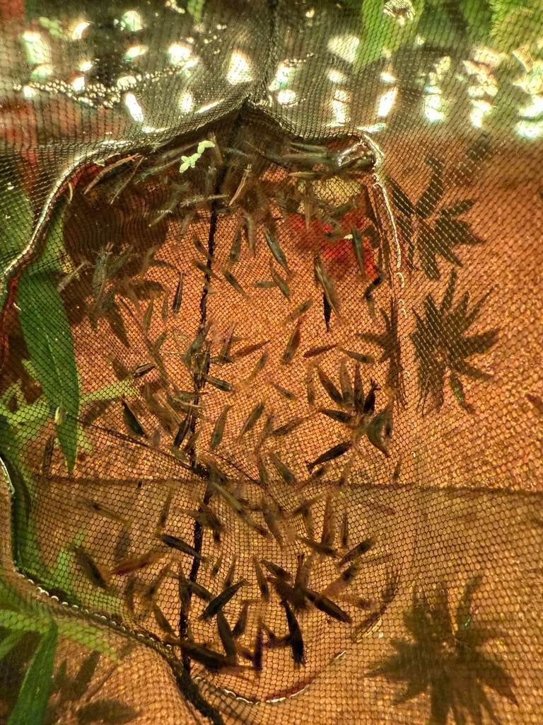 Mix wildkleur garnalen, Kreeft, Krab of Garnaal