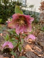 Helleborus roze kerstroos, Ophalen, Overige soorten, Halfschaduw