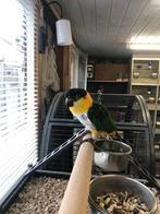 Tamme zwartkopcaique, Dieren en Toebehoren, Vrouwelijk, Papegaai, Geringd