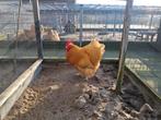 Orpington Buff haan, Dieren en Toebehoren, Pluimvee, Mannelijk, Kip