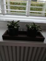 Set van 2 vetplantjes in antraciet stenen potjes (8 cm), Ophalen, Vetplant, Halfschaduw, In pot