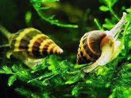 Anentome helena (roofslak), Slak of Weekdier