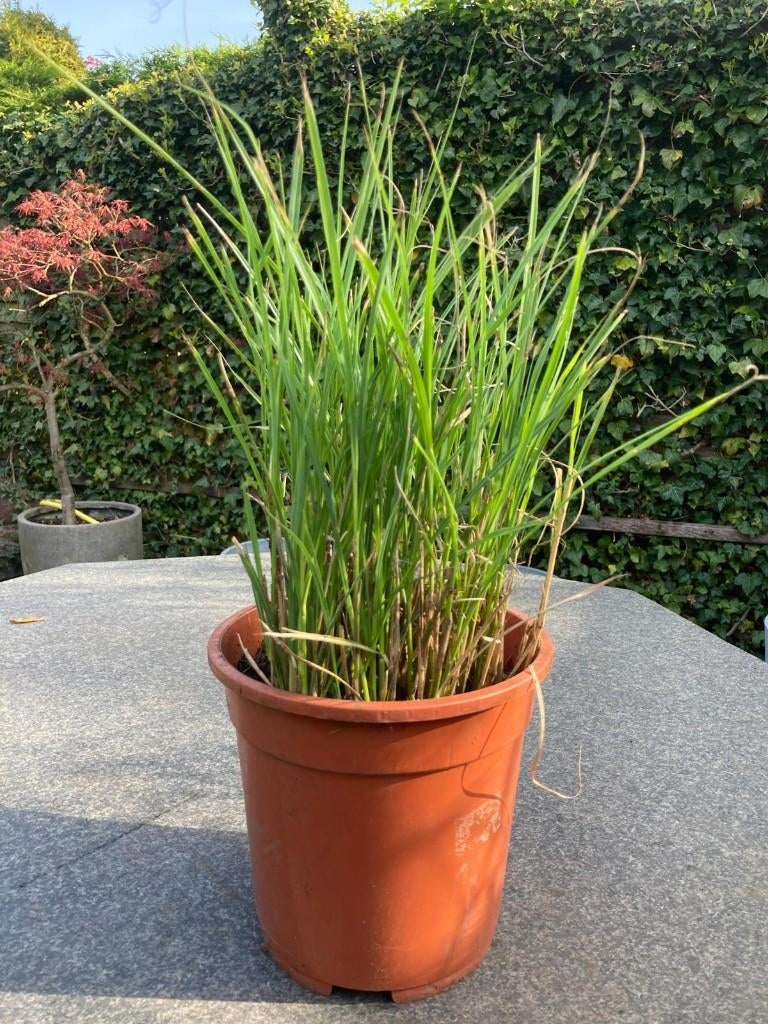 Miscanthus sinensis 'Kleine Silberspinne' | Prachtriet, Tuin en Terras, Planten | Tuinplanten, Ophalen, Vaste plant, Siergrassen