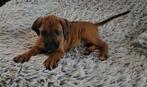 Te koop: 1 prachtig Rhodesian Ridgeback  reutje, Parvo, Overige rassen, 8 tot 15 weken, Meerdere