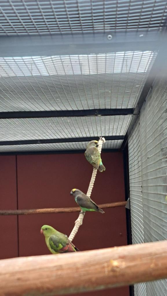 Meyer papegaai, Dieren en Toebehoren, Vogels | Parkieten en Papegaaien, Mannelijk, Papegaai, Tam