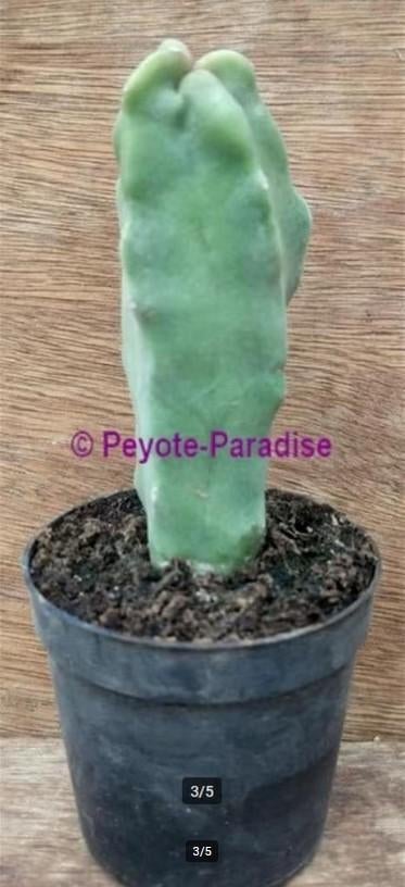 TOTEMPAAL CACTUS - Monstervorm met uitstulpsels., Huis en Inrichting, Verzenden, Cactus, Minder dan 100 cm, Volle zon