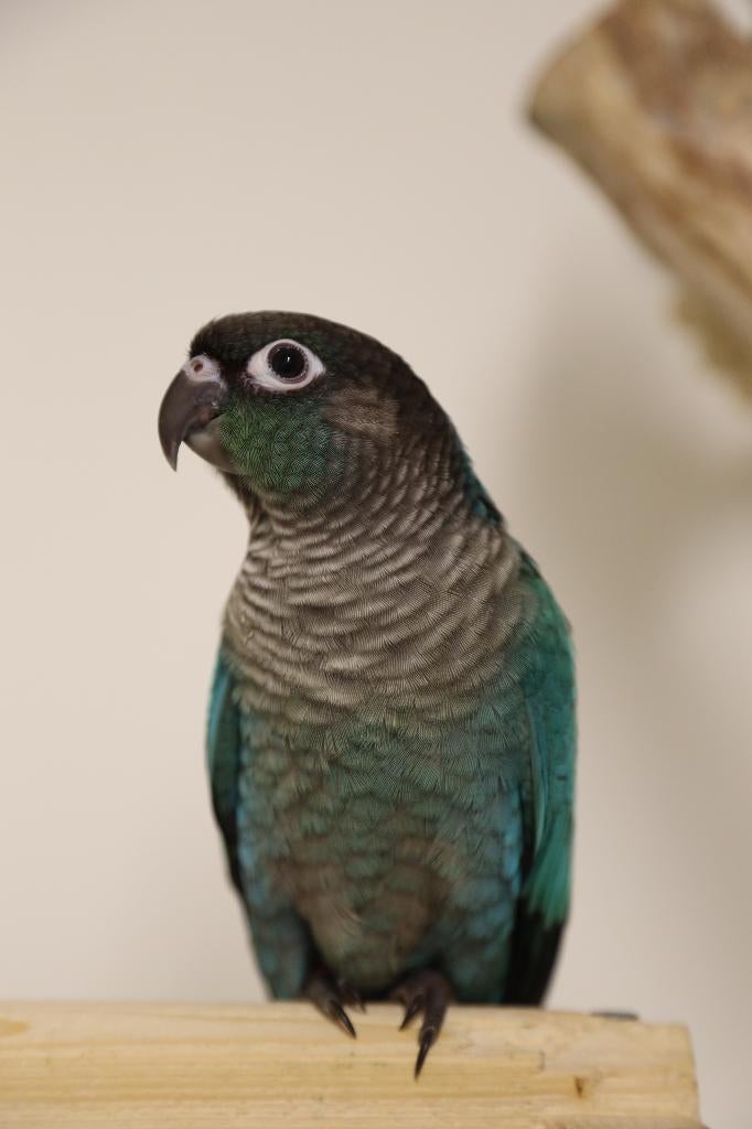 Jonge Baby Pyrrhura´s | Handtam | Nieuwsgierig | Div. Kleure