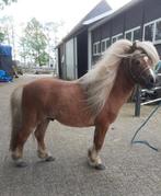 Te koop  dekhengst, Dieren en Toebehoren, Pony's, Met stamboom, Hengst, A pony (tot 1.17m), 7 tot 10 jaar