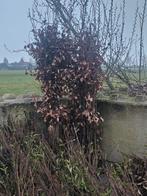 Carpinus fagus corylus frangula Acer haagbeuk beuk liguster, Tuin en Terras, Ophalen of Verzenden, Volle zon, Overige soorten