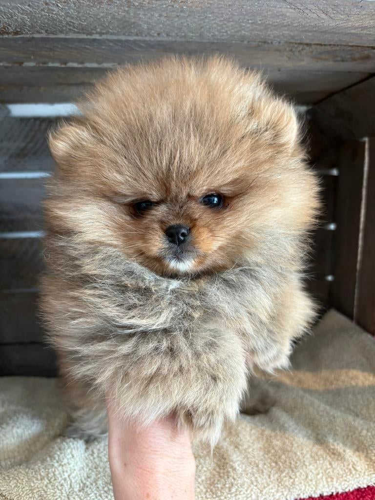 Pomeriaan pupjes, Dieren en Toebehoren, Honden | Poolhonden, Keeshonden en Oertypen, Particulier, Keeshond, 8 tot 15 weken, Buitenland