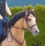 Unieke kans, topsport grote D pony ruin, Dieren en Toebehoren, Pony's, Met stamboom, Ruin, Springpony, 3 tot 6 jaar