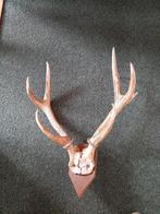 Herten gewei, Ophalen of Verzenden, Zo goed als nieuw, Hert, Gewei of Kop