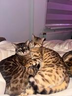 Bengaalse katten uit hetzelfde nestje, Dieren en Toebehoren