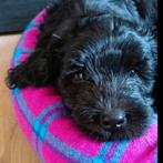 Australian labradoodle pups kleine medium, Overige rassen, 8 tot 15 weken, Parvo, Meerdere dieren