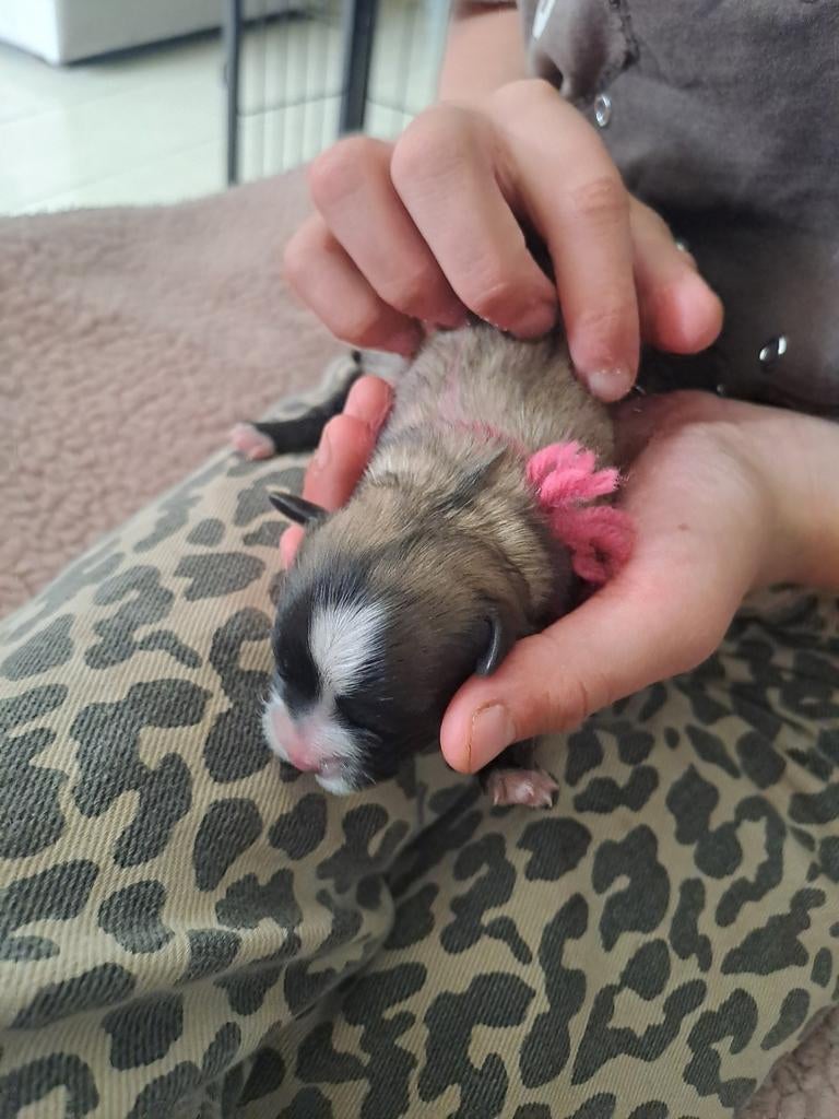 Boomertjes, Dieren en Toebehoren, Honden | Niet-rashonden, Reu, 8 tot 15 weken, Meerdere, Nederland