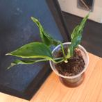 Epipremnum pinnatum shangri la stek nr 72, Ophalen of Verzenden, Halfschaduw, Minder dan 100 cm