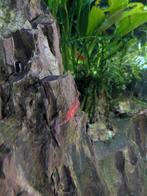 20+ Vuur garnalen, Dieren en Toebehoren, Vissen | Aquariumvissen, Kreeft, Krab of Garnaal, Zoetwatervis