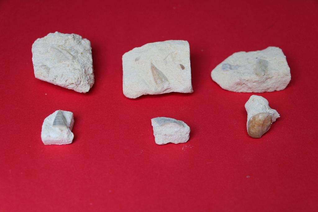 Cirripede Boven-Krijt, Ophalen of Verzenden, Fossiel