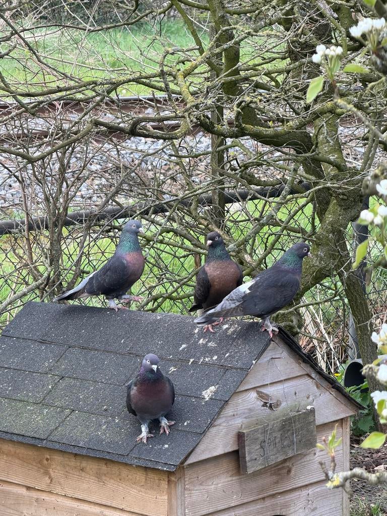 Diverse Takla Miro (koppels), Dieren en Toebehoren, Vogels | Duiven, Meerdere dieren