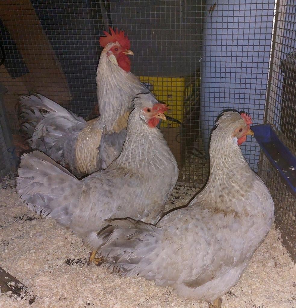 Opal broedeieren, Geslacht onbekend, Kip