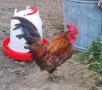 Serama haantje van 2025, Dieren en Toebehoren, Mannelijk, Kip