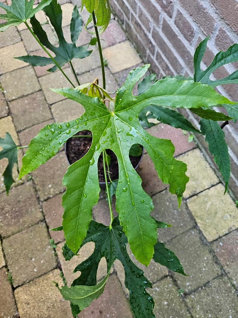 Fatsia polycarpa ‘Green Fingers’  - Vingerplant, Tuin en Terras, Ophalen, Overige soorten, Volle zon