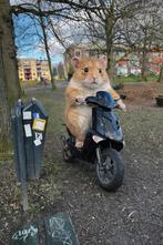 Aprilia SR50 LC DD 2003 - Zwart, Tweetakt, Gebruikt, Maximaal 45 km/u, SR 50