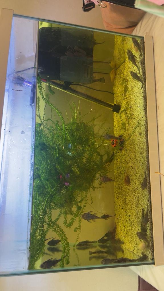Aquarium met veel spullen en vissen, Verzenden, Zo goed als nieuw, Gevuld zoetwateraquarium