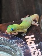 Nakweek Phelsuma Laticauda (Goudstofdaggekko), Dieren en Toebehoren, Hagedis, 0 tot 2 jaar
