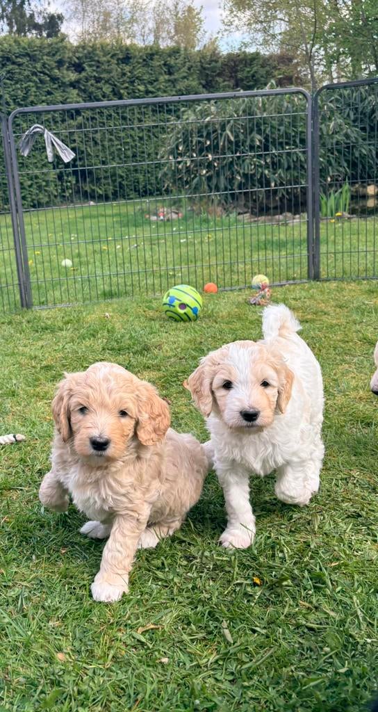Exclusieve mooie Goldendoodle puppy’s large, Parvo, 8 tot 15 weken, Groot, Meerdere