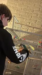 Pyrrhura’s  tam, Dieren en Toebehoren, Geslacht onbekend, Parkiet, Geringd