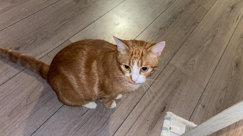 Kat verkoop ZSM, Dieren en Toebehoren, Poes