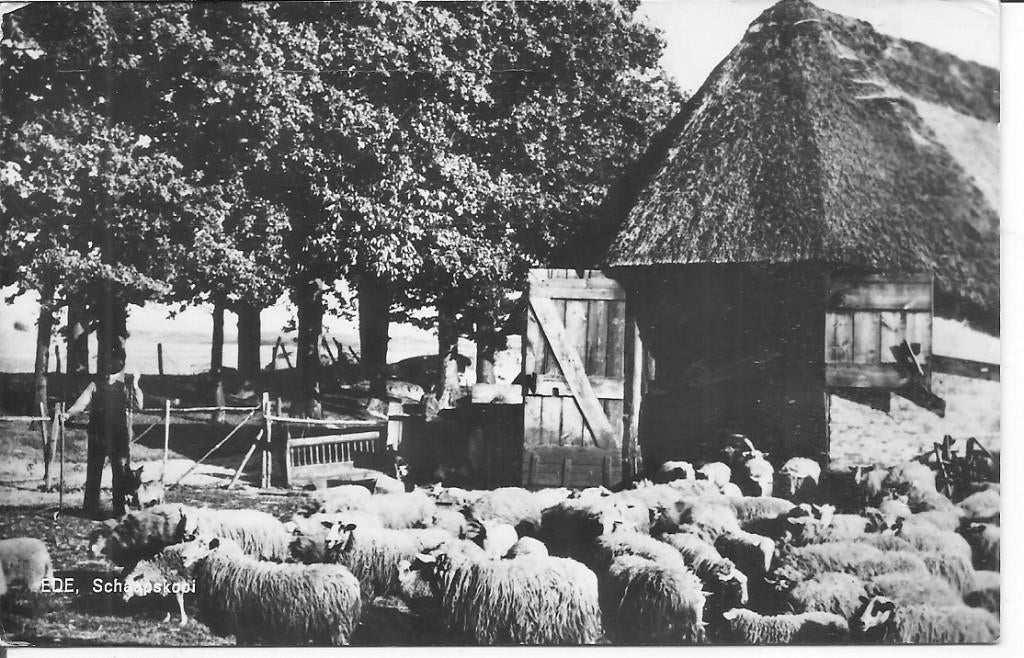 Ede Schaapskooi., Verzamelen, Ansichtkaarten | Nederland, Ophalen of Verzenden, 1960 tot 1980, Gelopen, Gelderland
