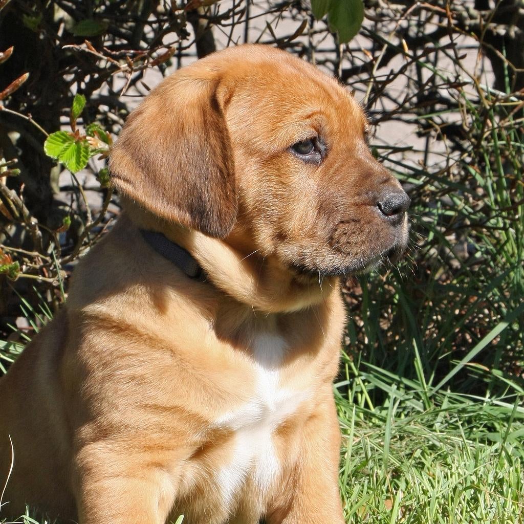 Bordeauxdog ridgeback/grote zwitserse sennen puppies, Dieren en Toebehoren, Overige rassen, 8 tot 15 weken, Meerdere, Meerdere dieren