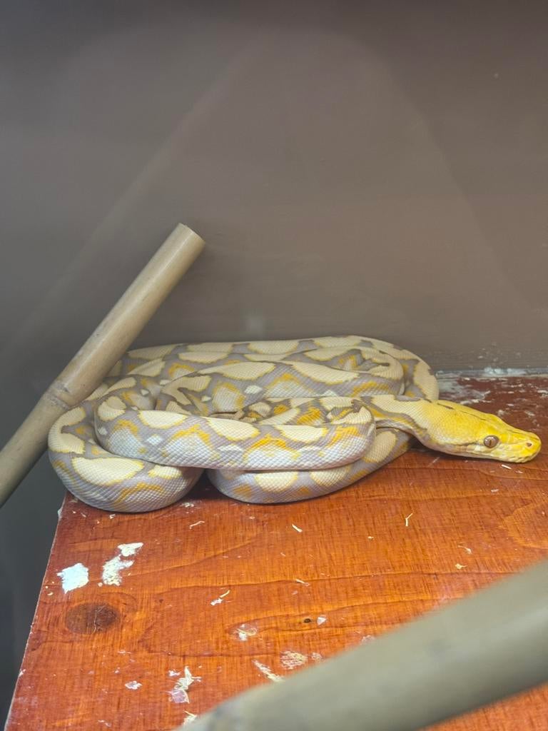 0.1. 75% superdwarf purple albino retic Reticulated Python - female for sale from Roy