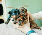 Schattige hypoallergene mini pups, Dieren en Toebehoren, Parvo, België, Fokker | Hobbymatig, Overige rassen