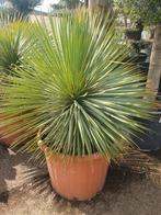 Yucca rostrata, 100 tot 250 cm, Zomer, Palmboom, Ophalen