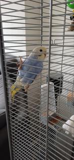 Jonge parkiet, Dieren en Toebehoren, Vogels | Parkieten en Papegaaien, Geslacht onbekend, Parkiet