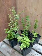 Munt, verschillende soorten, Ophalen, Volle zon, Vaste plant, Kruiden