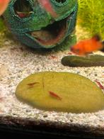 Rode garnalen te koop, Dieren en Toebehoren, Vissen | Aquariumvissen, Kreeft, Krab of Garnaal