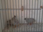 Trio Chinese dwerg kwartels, Dieren en Toebehoren, Vogels | Overige Vogels, Meerdere dieren