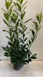 Prunus Laurier Caucasica (in meerdere maten), Ophalen of Verzenden, Laurier
