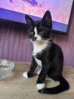 Europese korthaar kitten is op zoek naar een warme huisje, Dieren en Toebehoren, Katten en Kittens | Raskatten | Korthaar, Kater