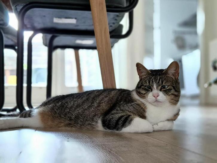 Kater zoekt fijne boerderij of plek met veel buiten, Dieren en Toebehoren, Katten en Kittens | Overige Katten, Kortharig, Kater