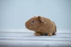 Prachtig goud jong cavia zeugje, Dieren en Toebehoren, Knaagdieren, Vrouwelijk, Cavia, Na 1 juli 2024, Tam