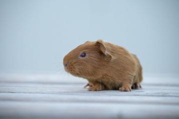 Prachtig goud jong cavia zeugje beschikbaar voor biedingen