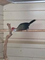 1-0 Roodkuif toerako 2025, Mannelijk, Tropenvogel, Geringd